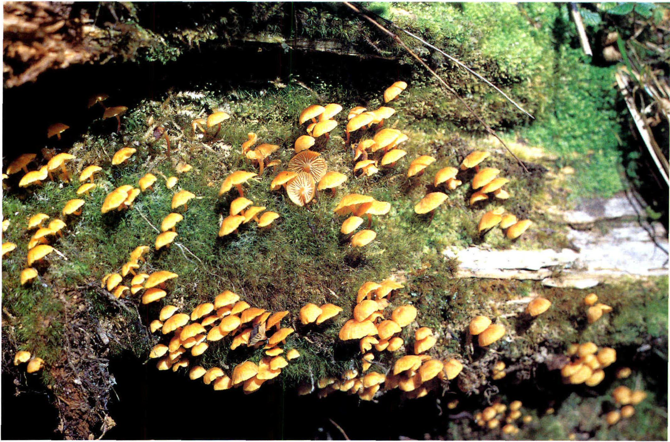 Omphalina ericetorum (Fr.) Lange